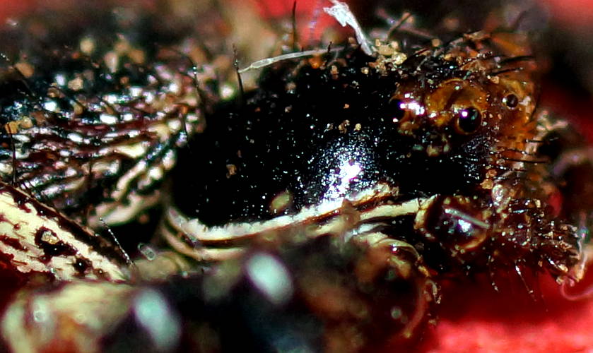 Black Crab Spider (Tharpyna sp ES02)
