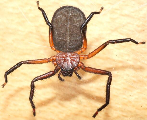 Red Flat Spider (Platorish gelorup)
