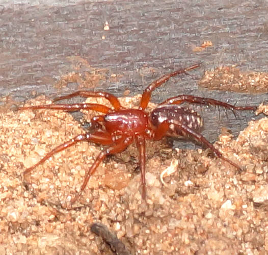 Orange Ant Spider (Nosterella cf sp ES03)