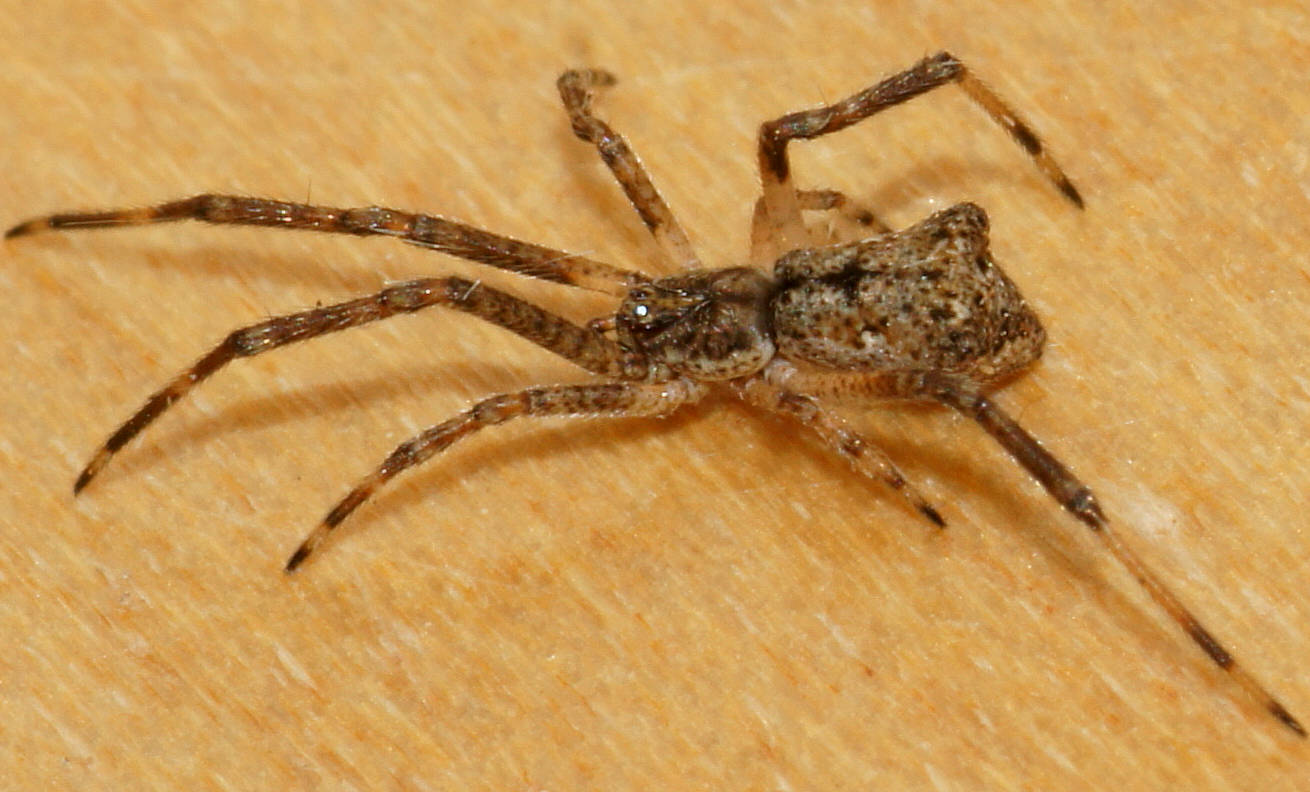 Square-ended Cobweb Spider (Episinus sp)