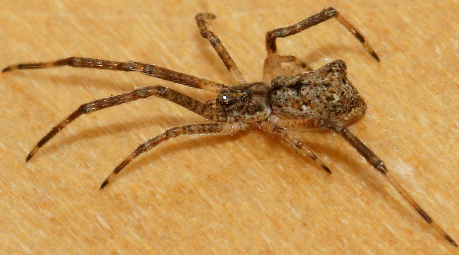 Square-ended Cobweb Spider (Episinus sp)