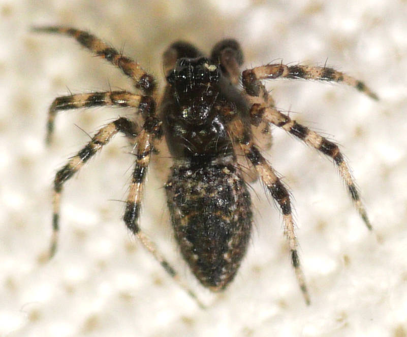 Ant-eating Spider (Euryopis sp)