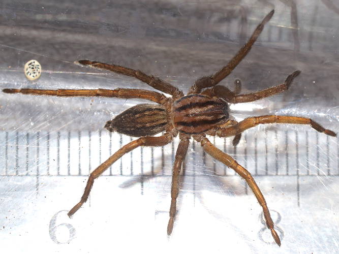 Prowling Spider (Miturga cf lineata)