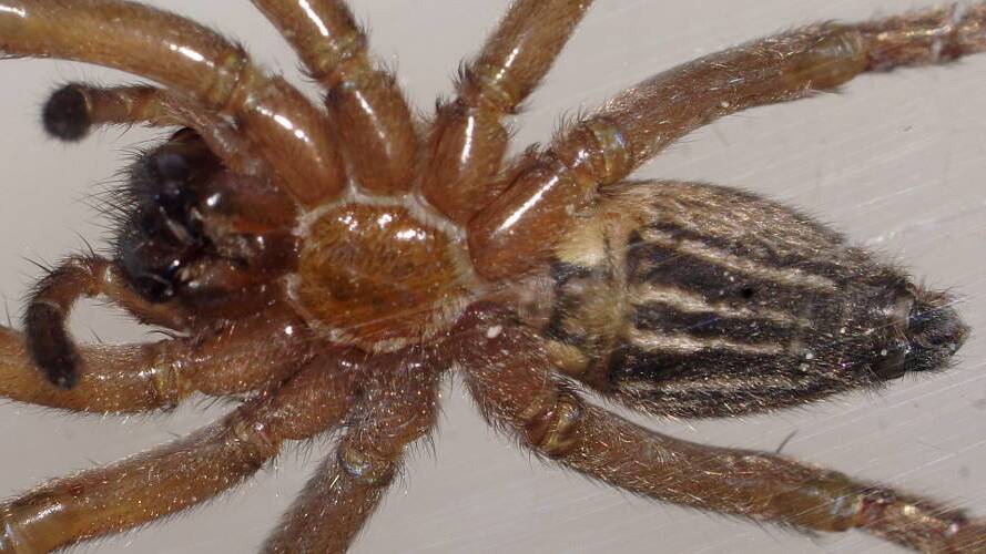 Prowling Spider (Miturga cf lineata)