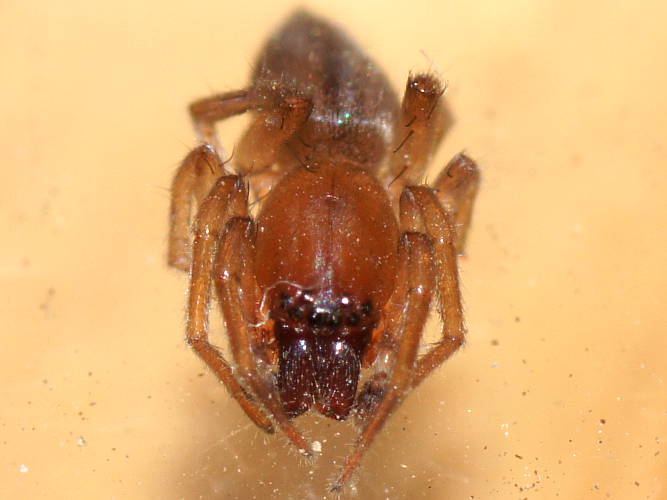 Sac Spider (Eutichuridae sp)