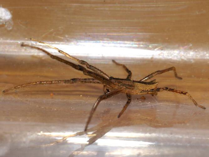 Trapezoid Crab Spider (Sidymella trapezia)