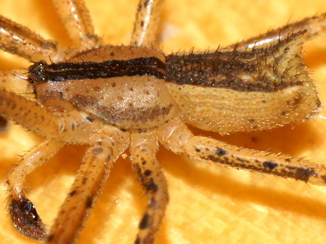 Trapezoid Crab Spider (Sidymella cf trapezia)