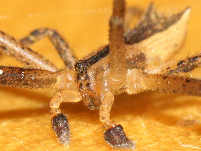 Trapezoid Crab Spider (Sidymella cf trapezia)