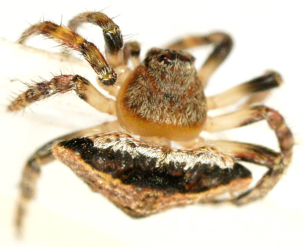 Brown-striped Wrap-around Spider (Dolophones sp ES07)