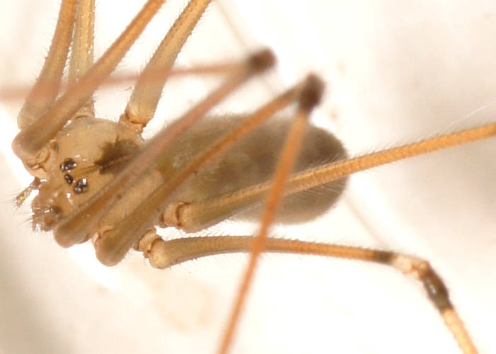Long-bodied Daddy Long-legs (Pholcus cf phalangioides)