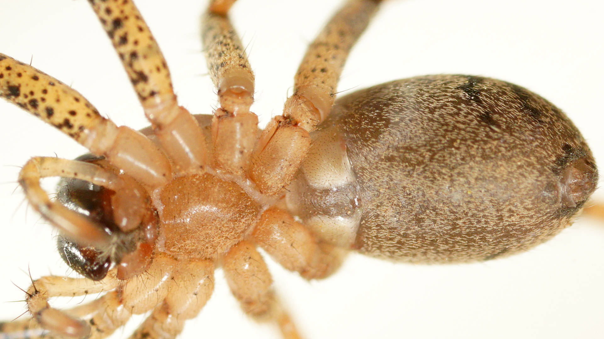 Marbled Swift Spider (Ticopa sp)