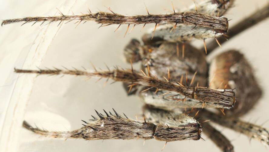 Garden Orb-weaver (Eriophora biapicata)