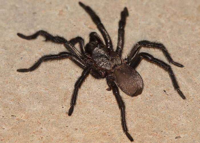 Black Wishbone Spider (Aname sp ES01)