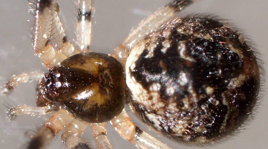 Theridiid Spider (Theridiidae sp)