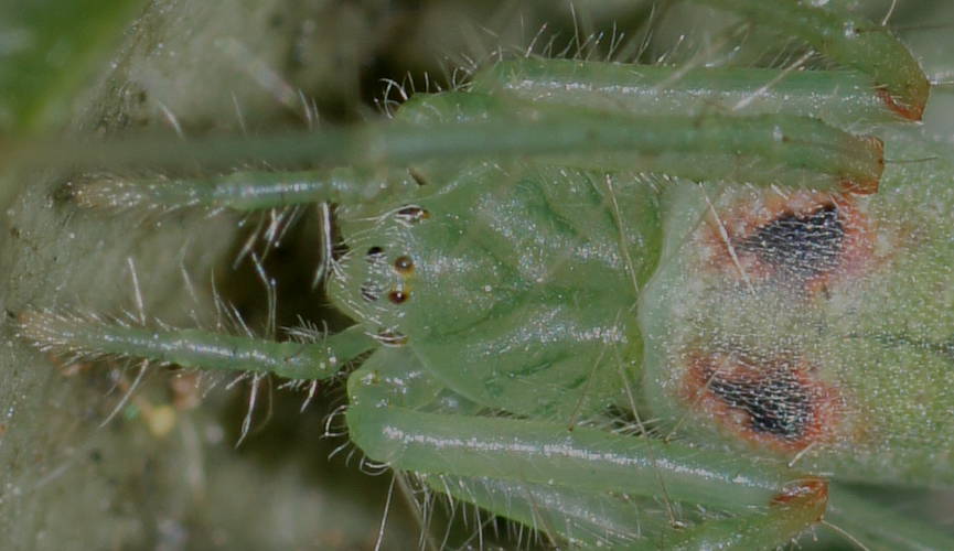Slender Green Orb Spider (Araneus talipedatus)