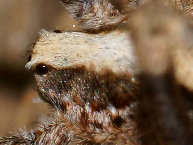 Wandering Spider (Argoctenus sp ES02)