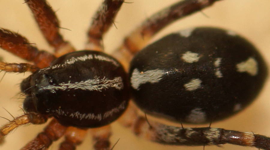 Swift Spider (Nyssus sp ES02)