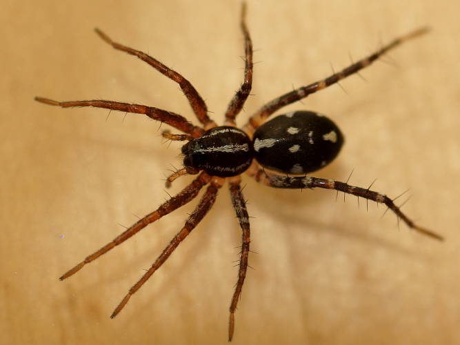 Swift Spider (Nyssus sp ES02)