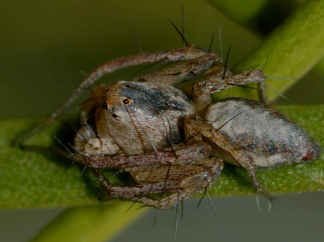 Lynx Spider (Oxyopidae sp ES02)