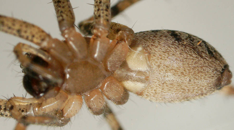 Marbled Swift Spider (Ticopa sp)