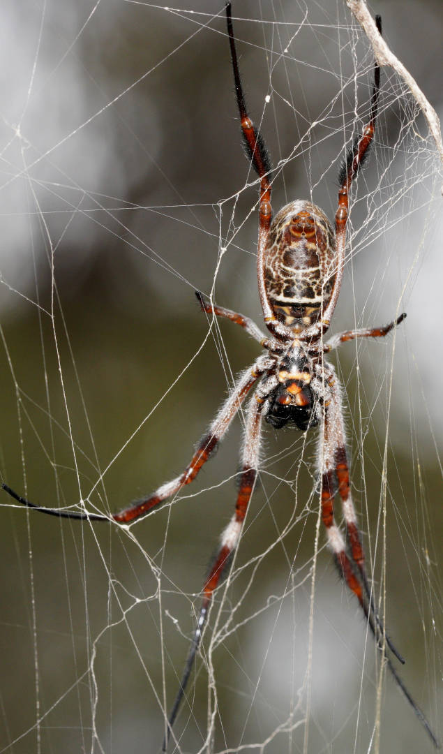 Australian Golden Orb-web Spider (Nephila edulis)