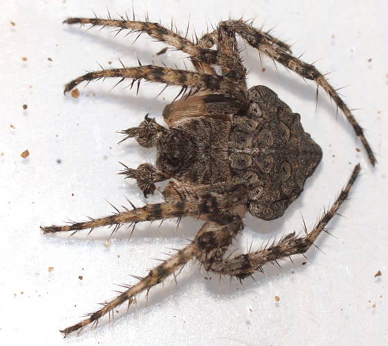 Greenish Wrap-around Spider (Dolophones sp ES02)