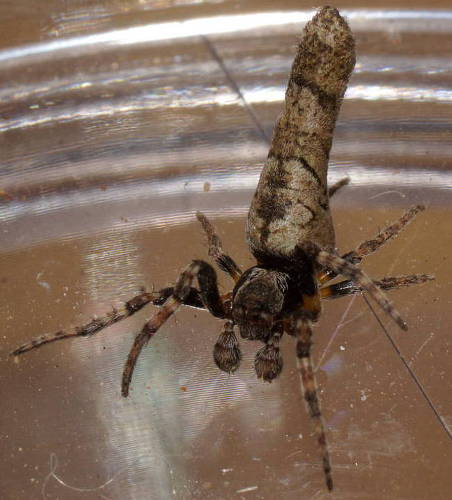 Twig Spider (Acroaspis olorina)