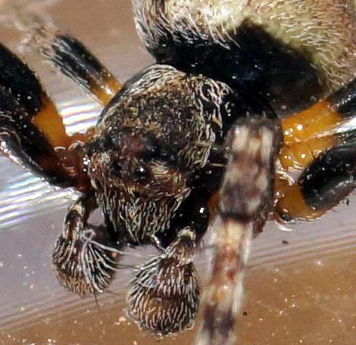 Twig Spider (Acroaspis olorina)