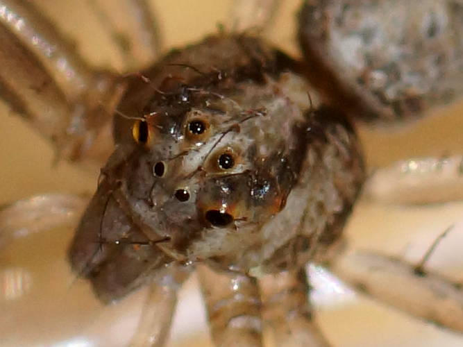 Grey Crab Spider (Tmarus sp)
