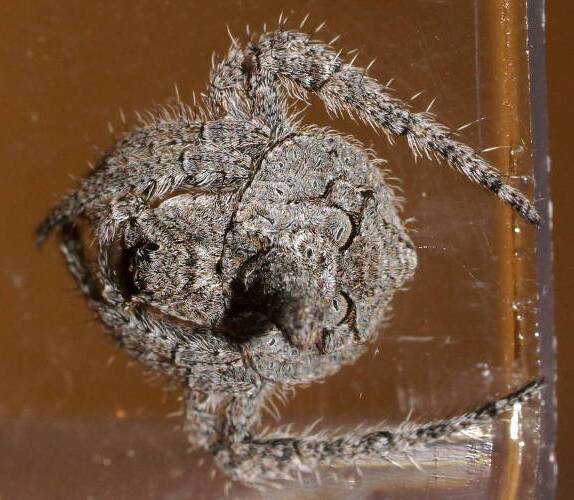 Twig Wrap-around Spider (Dolophones cf turrigera)