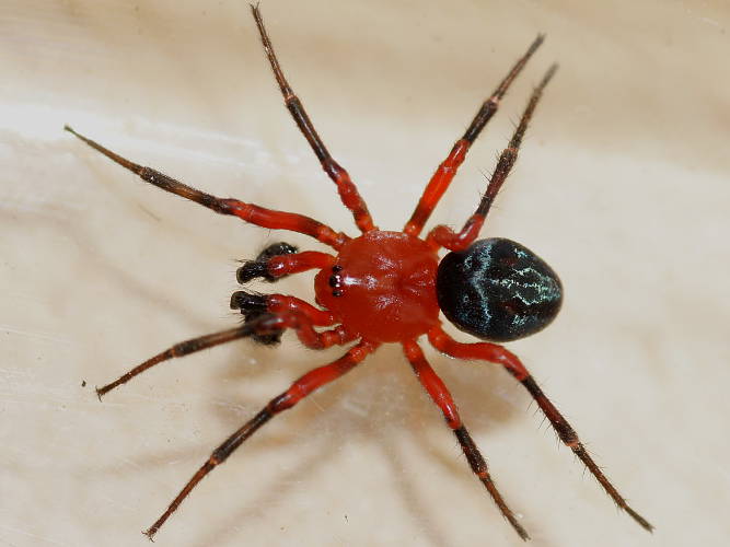 Red & Black Spider (Nicodamus cf peregrinus)