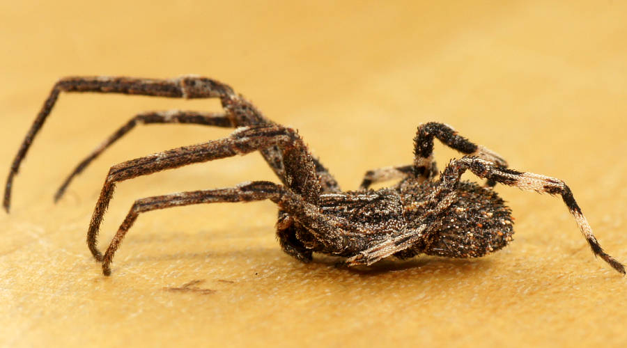 Cambridge's Crab Spider (Isala cf cambridgei)