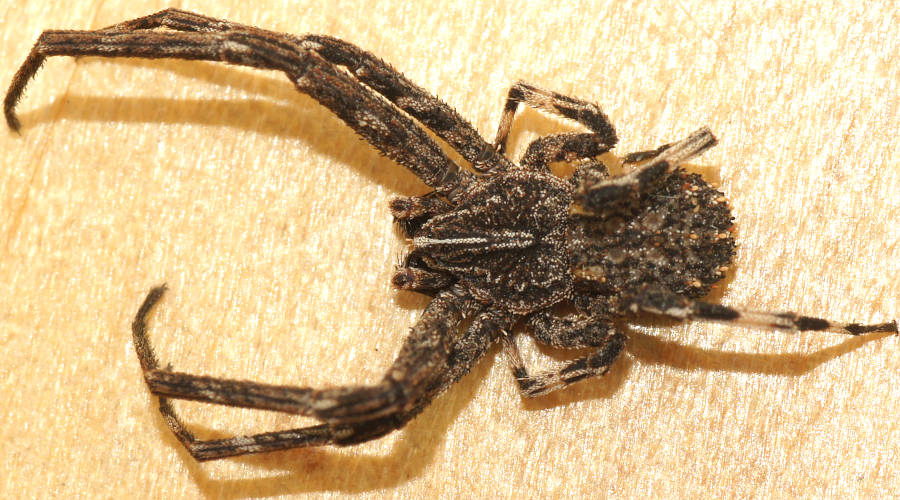 Cambridge's Crab Spider (Isala cf cambridgei)