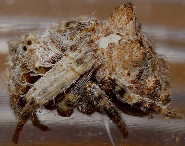 Knobbly Orb-weaver (Eriophora cf pustulosa)