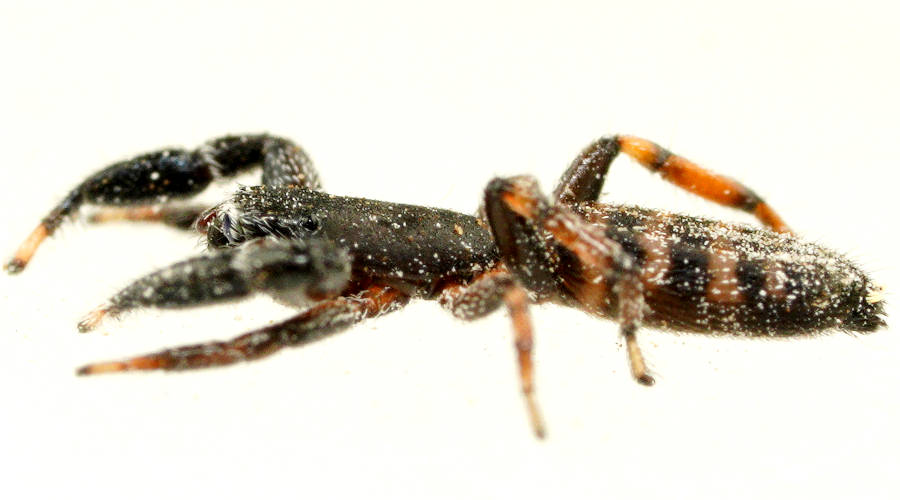 Flat Striped Jumping Spider (Zebraplatys sp)