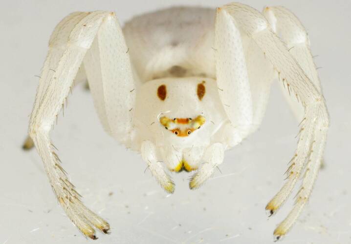 Milky Flower Spider (Zygometis xanthogaster)