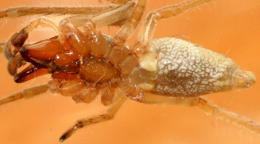 Striped Sac Spider (Cheiracanthium sp ES01)