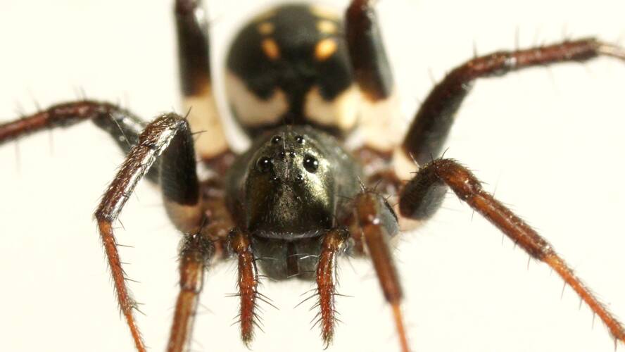 Ant Spider (Habronestes pseudoaustraliensis)