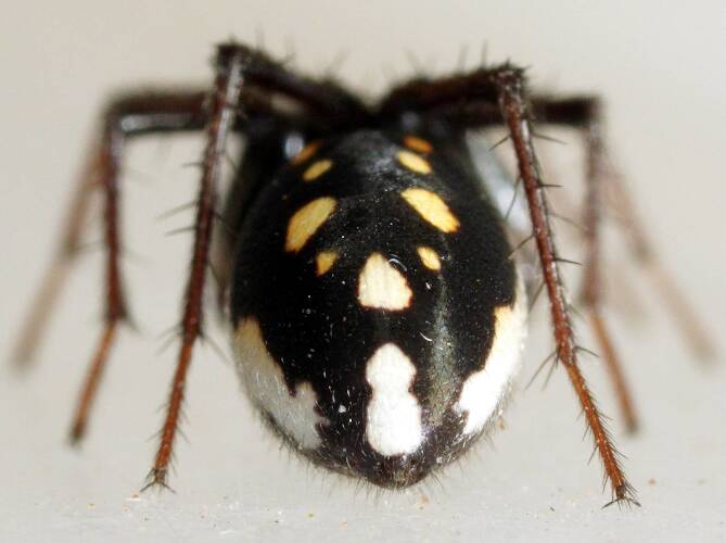 Ant Spider (Habronestes pseudoaustraliensis)