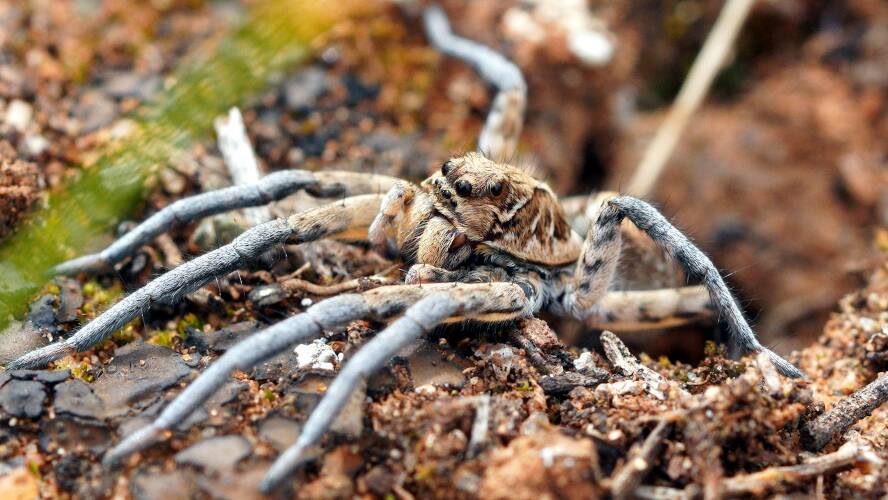 Union Jack Wolf Spider (Tasmanicosa harmsi)