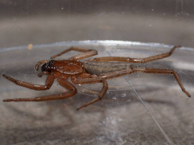 Flat Ground Spider (Hemicloea sp)