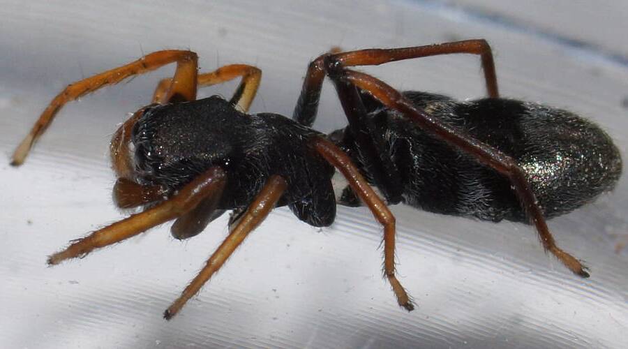Ant-mimicking Jumping Spider (Myrmarachne cf luctuosa)