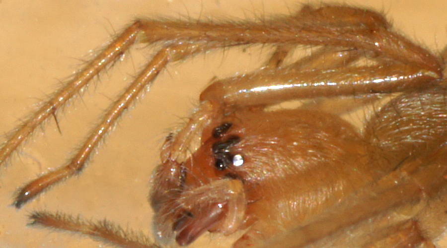 Long-legged Sac Spider (Cheiracanthium sp ES02)
