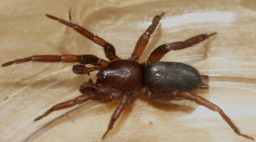 Ground Spider (Gnaphosidae sp ES01)