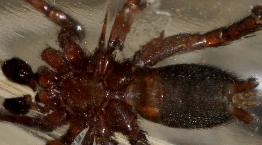 Ground Spider (Gnaphosidae sp ES01)