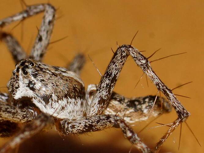 Lynx Spider (Oxyopidae sp ES01)