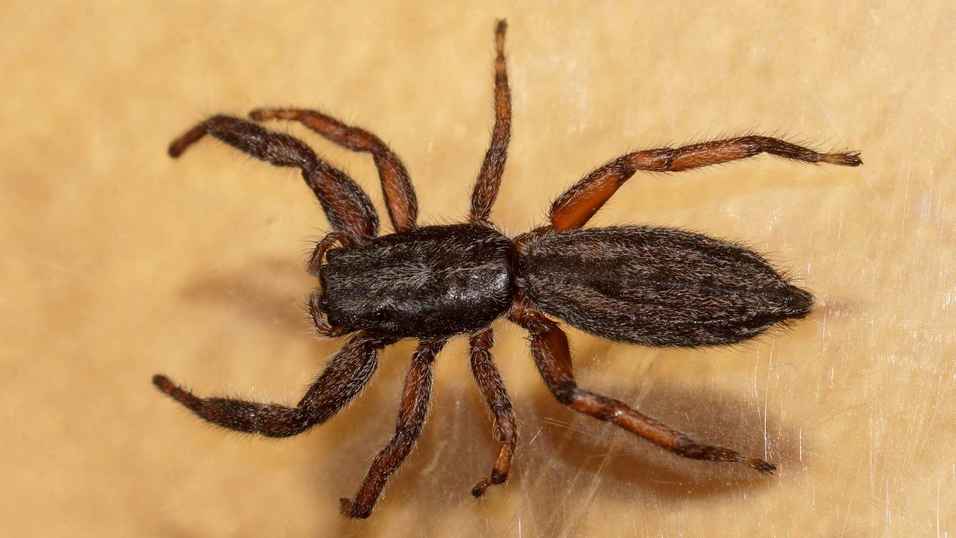 Under-bark Jumping Spider (Holoplatys sp)