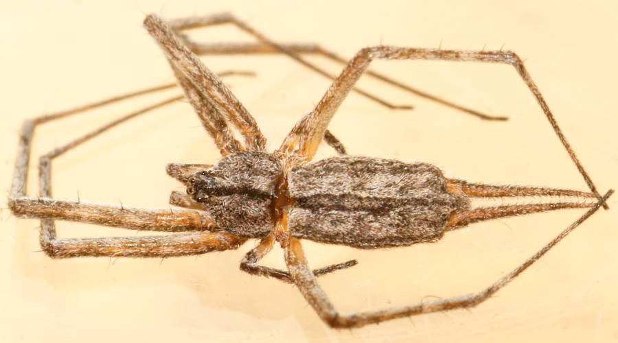 Flat-headed Two-tailed Spider (Tamopsis cf platycephala)