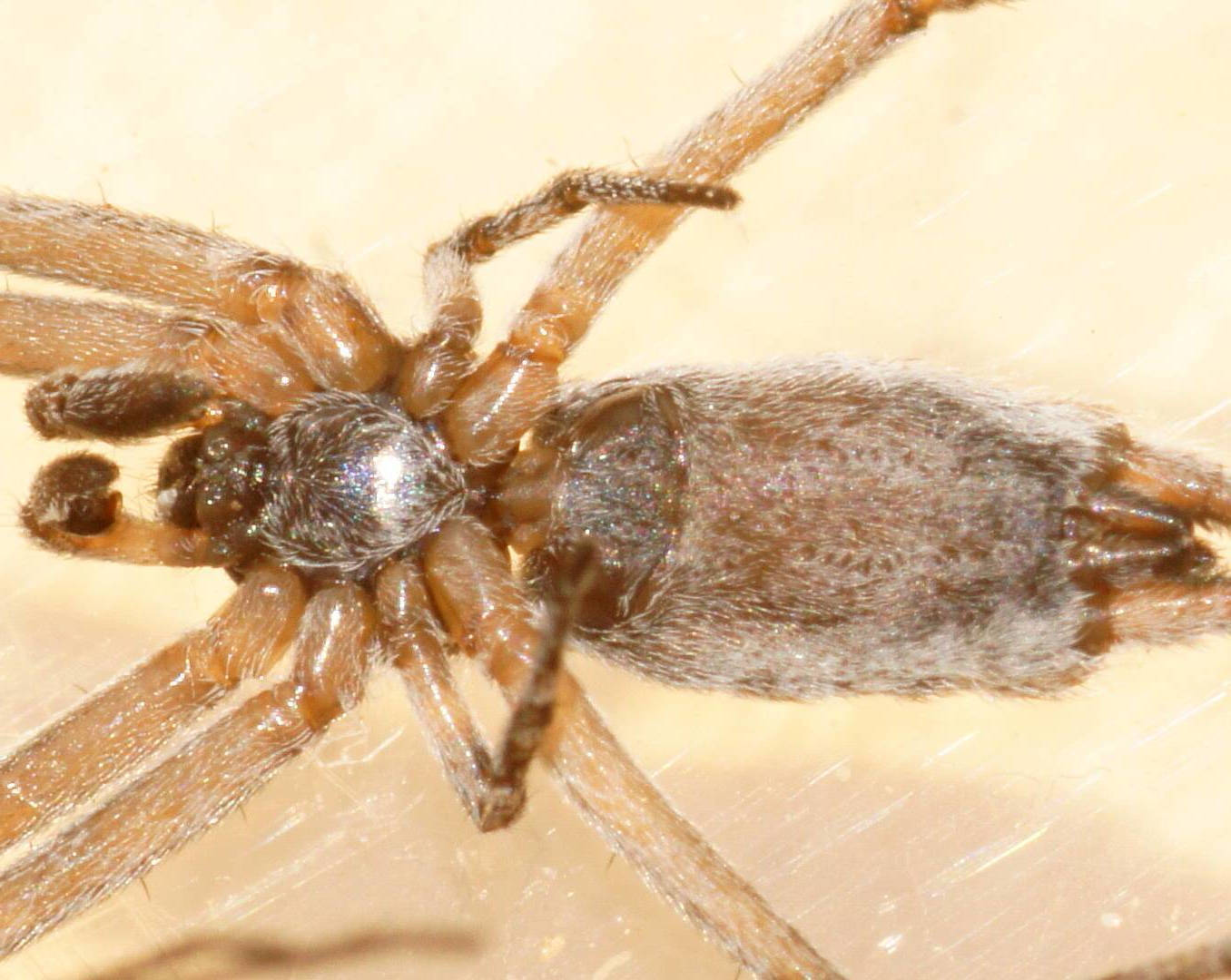 Flat-headed Two-tailed Spider (Tamopsis cf platycephala)