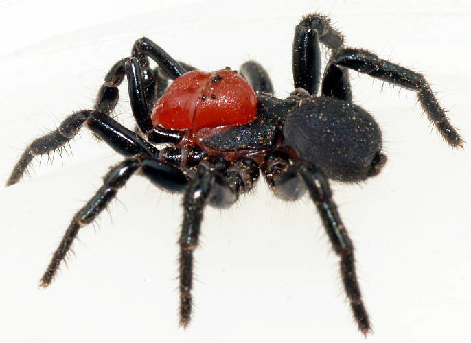 Red-headed Mouse Spider (Missulena occatoria)